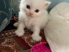 Pure persian male kitten