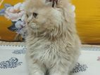 PURE PERSIAN MALE KITTEN FOR SELL