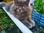 Pure Persian male kitten long coat