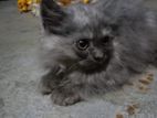 Pure Persian male kitten low price 🐾😺