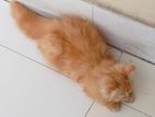 Pure persian male kitten sell korbo.