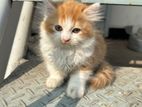 Pure Persian Male Kitten -triple Coat