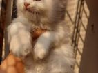 Pure Persian Male Kittens