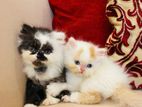 Pure Persian Male Kittens