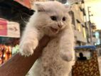 Pure Persian Male Odd Eye Triple Cod