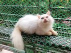 Pure Persian Male Semi Adult