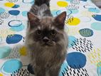 pure persian male semi adult