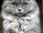 Pure Persian mannequin cat