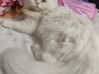 Pure persian mele adult 10 month