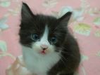 Pure Persian Mixed Breed Cat