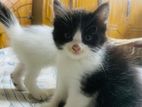 Pure Persian Mixed Breed Cat