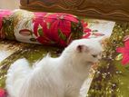 Pure Persian new adult female