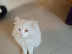 pure Persian oats eye cat