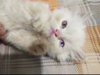 Pure Persian ODD Eye Male Cate