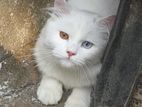 PURE PERSIAN ODD EYE MALE