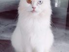 PURE PERSIAN ODD EYE MALE