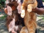 pure persian pair(male+female)