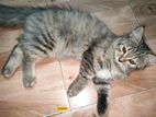 Pure Persian Playful Kitten