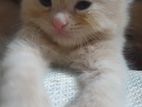 Pure Persian Punch Face Cat