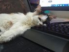 Pure Persian Semi Adult
