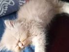 Pure Persian Semi Punch Face Female Kitten