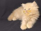 Pure persian semi punch face triple coat