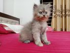 Pure Persian Semi Punch Male