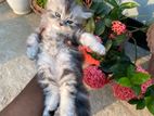 Pure Persian Semi Punch Male Kitten(Cat)