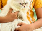 Pure Persian Super Active Male For Matting