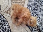 Pure Persian Traditional Female kitten