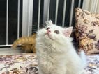 Pure Persian Traditional Triple coat kittens