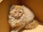Pure Persian triple coat adult female