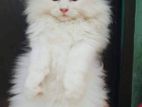 pure Persian triple coat female kitten.