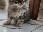 Pure Persian triple coat female kitten