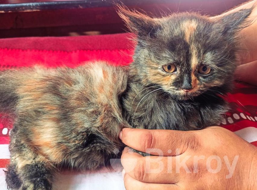 Pure Persian Triple Coat for Sale in Oxygen Bikroy