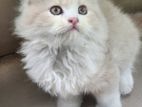 Pure persian triple coat kitten