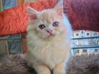 Pure Persian Triple Coat Kitten