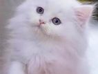 Pure Persian Triple Coat kitten