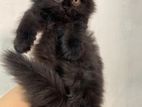 Pure Persian Triple coat Male cat