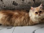 Pure Persian triple coat Male kitten