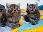 Pure persian triple coated kitten (jora)