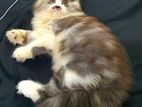 pure persian triple coated kitten (Male)