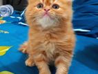 pure persian triple coated male kitten