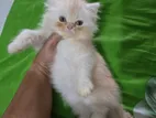 Pure Persian Triple Coded Cat