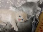 Pure Persian Triple Core