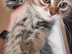 Pure persian tripple cote kitten