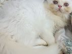 Pure Persian trippe cat