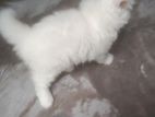 pure persian white cat