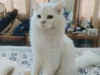 Pure Persian white cat