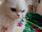 Pure Persian white Female cat